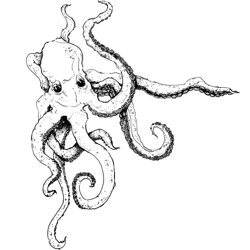 #2464 - Octopus - Ocean